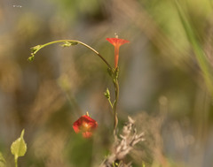 Ipomoea coccinea