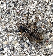 Naupactus leucoloma