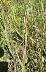 Schizachyrium scoparium