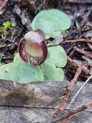 Corybas incurvus