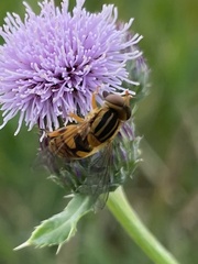 Parhelophilus integer