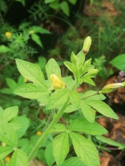 Cleome viscosa