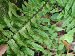 Dryopteris dickinsii