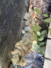 Stereum subtomentosum