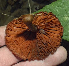 Gymnopilus