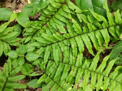 Dryopteris dickinsii