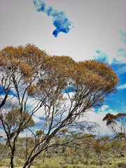 Eucalyptus leptophylla