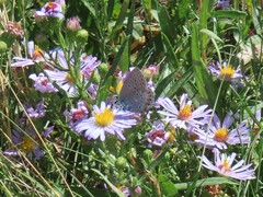 Plebejus idas