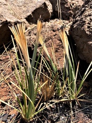 Tragopogon dubius