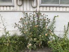 Cirsium vulgare