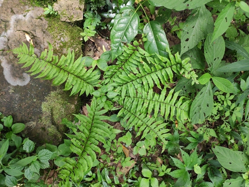 Dryopteris dickinsii iNat (3)