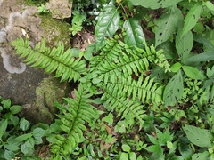 Dryopteris dickinsii