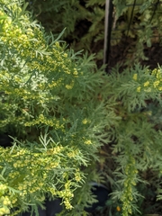 Ambrosia psilostachya