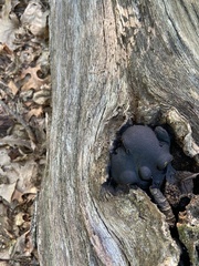 Daldinia childiae