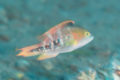 Oxycheilinus bimaculatus