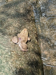 Hoplobatrachus chinensis