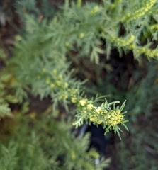 Ambrosia psilostachya