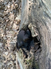 Daldinia childiae