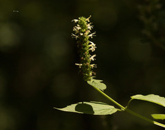Agastache nepetoides