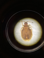 Acalypta