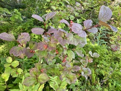 Viburnum edule