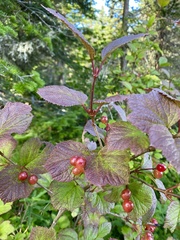 Viburnum edule