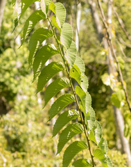 Ulmus rubra
