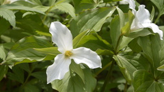 Trillium