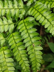 Arachniodes amabilis