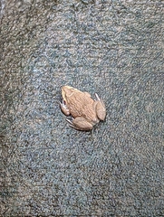 Hoplobatrachus chinensis
