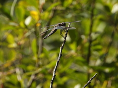 Libellula forensis