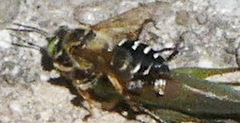 Tachytes