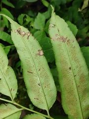 Coniogramme intermedia