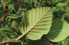 Alnus alnobetula