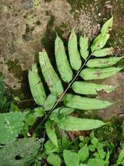 Coniogramme intermedia