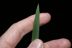 Lomandra hystrix