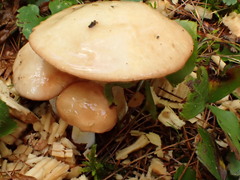 Suillus weaverae