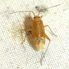 Phytocoris