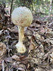 Amanita cokeri