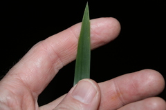 Lomandra hystrix