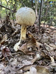 Amanita cokeri