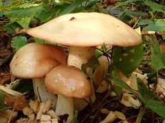 Suillus weaverae