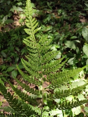 Microlepia strigosa