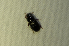 Aphodiinae