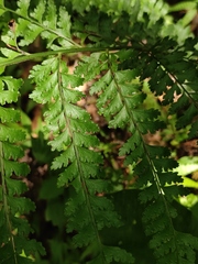 Microlepia strigosa