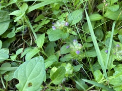 Prunella vulgaris vulgaris