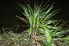 Lomandra hystrix