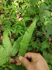Pteris aspericaulis