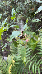 Viburnum cassinoides image