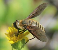 Poecilanthrax lucifer